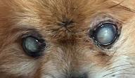 Clinical Insights into Canine Cataracts: From Pathogenesis to Postoperative Care